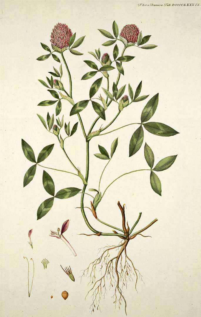 medicinal benefits of red clover